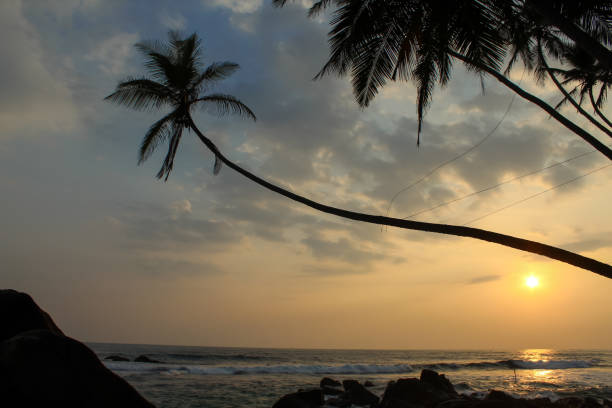 スリランカの日没時のダラウェラビーチの岩とヤシの木 - asia forest sri lanka rock ストックフォトと画像