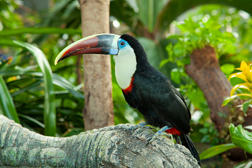 Toucan on the branch