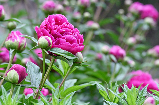 poeny blossoms (Paeonia) at the chinese garden in Frankfurt, Germany