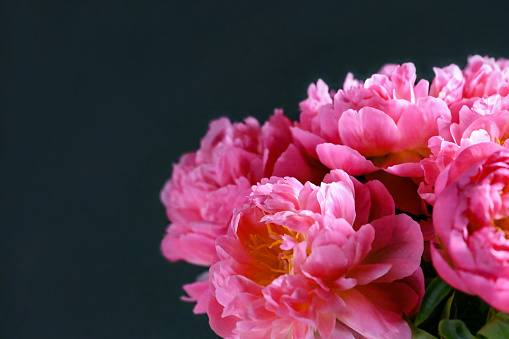 Bouquet of pink peony flowers with dark background for copy space. Studio shot. Can be used as greeting card for birthday, anniversary, March 8, Mother’s Day or for floral decoration, design, storytelling.