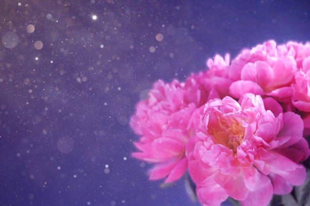 Pink Peony flowers with copy space. Greeting card.