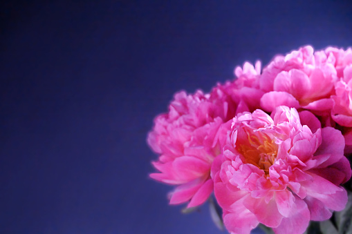 Bouquet of pink peony flowers