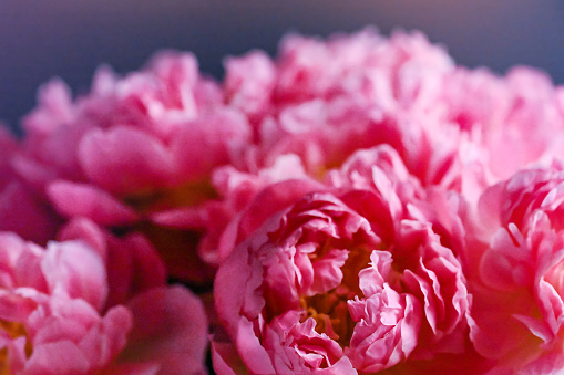 Flower of pink peony, close-up, background