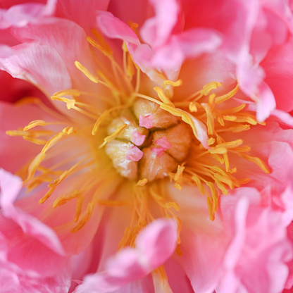 Macro close up of pink peony flower