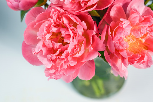 Majestic pink peony flowers