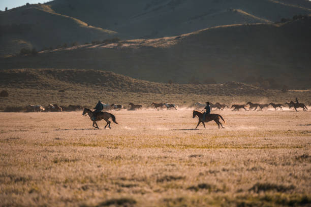 istock Two Cowboys Silhouettes Horseback Riding in the Field 1496510185