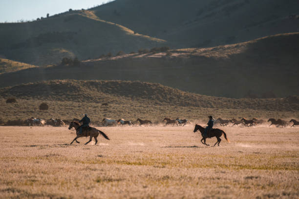 duas silhuetas de homens cavalgando no campo - horseback riding cowboy riding recreational pursuit - fotografias e filmes do acervo