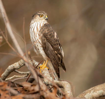 A Sharp-shinned Hawk looks for new prey after a failed attempt.