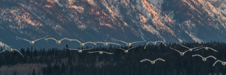 Panoramic, panorama view of Yukon Territory landscape, Canada with migrating animals spreading across the spring time frame with mountain sunset in background.
