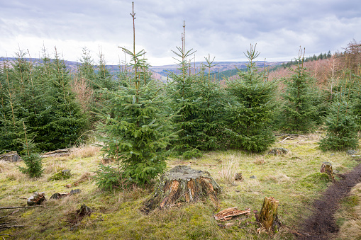 Young pine trees growing in a conifer forest plantation in Peak District, Derbyshire, UK