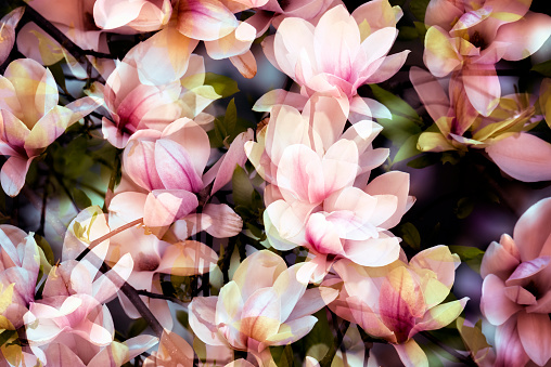 Magnolia flowers background from sweden nature