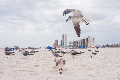 Seagulls congregate on the beach in Gulf Shores, Alabama, on June 8, 2021.