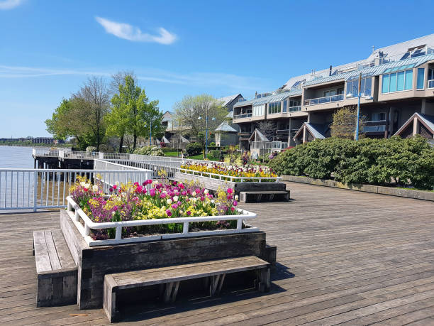 Living On The Waterfront In New Westminster British Columbia Condo Apartments on Promenade of Quay. Fraser River in front. Promenade beautifully shows off Spring Flowers. new westminster stock pictures, royalty-free photos & images