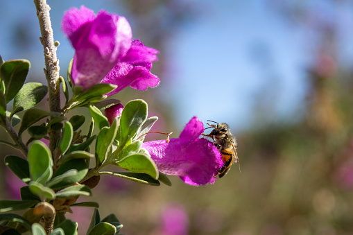Close up of a bee feeding in a magenta Texas Sage flower in Southern California