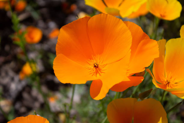 California Poppy, golden poppy, California sunlight or cup of gold.  Eschscholzia californica. Eschscholzia. californica subsp. californica var. californica. Papaveraceae. Salt Point State Park, Sonoma county, California.