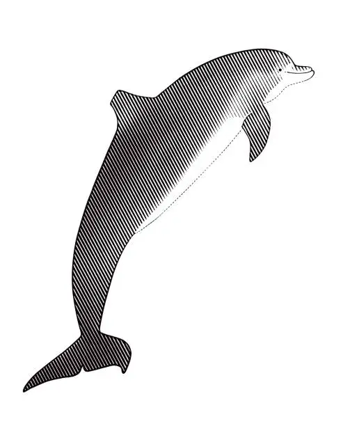 Vector illustration of Dolphin