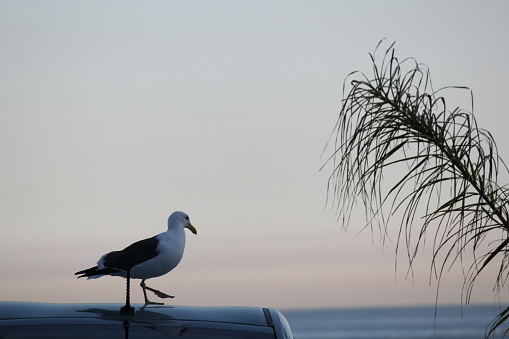 One Seagull Bird sitting on car automobile with palm.