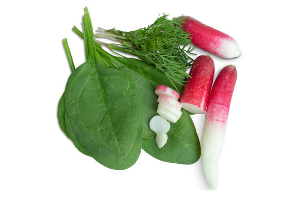 istock Spinach leaves, dill and radish. 1496527414