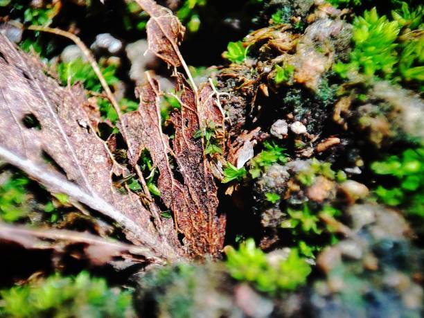 istock Close up view of a beautiful dried brown leaf on a rock 1496528148