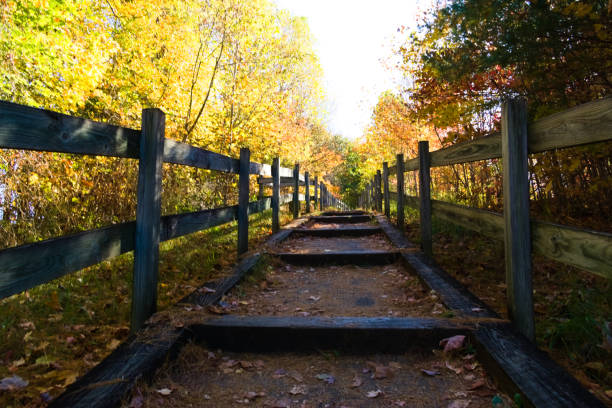istock A Hiking Trail in the Forest 1496528175