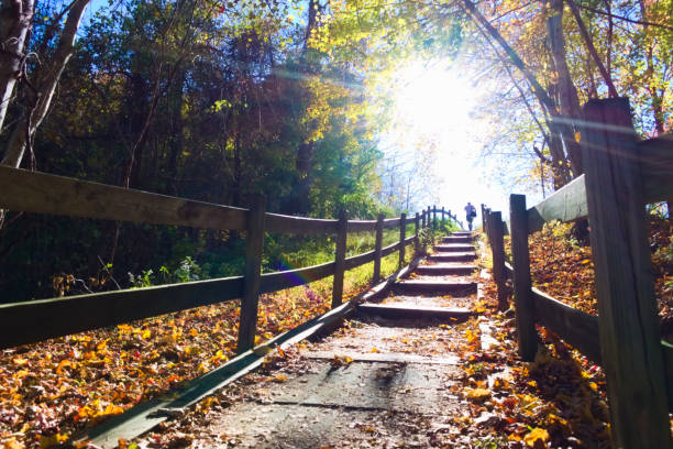 A Hiking Trail in the Forest