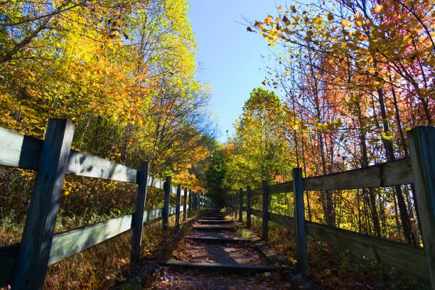 istock A Hiking Trail in the Forest 1496528352