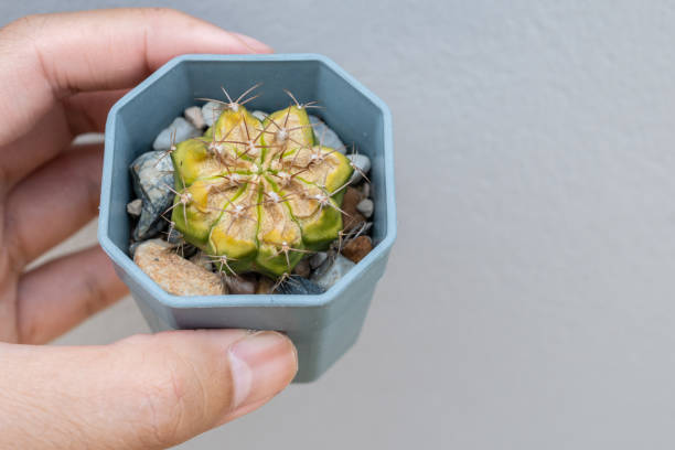istock Someone holding a pot of sunburned cactus. 1496528658
