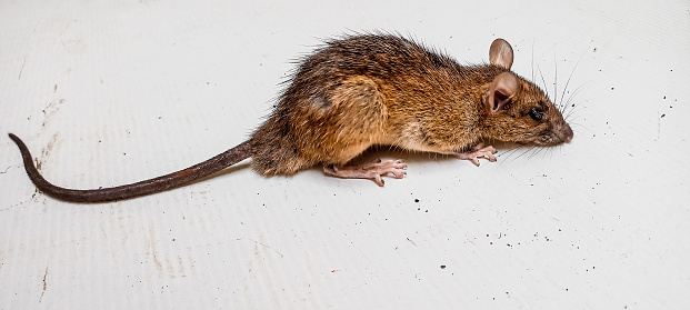 Australian native Bush Rat (Rattus fuscipes) in the wild