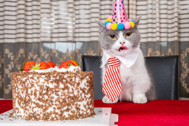 istock cute british shorthair cat celebrating her birthday horizontal composition 1496530284