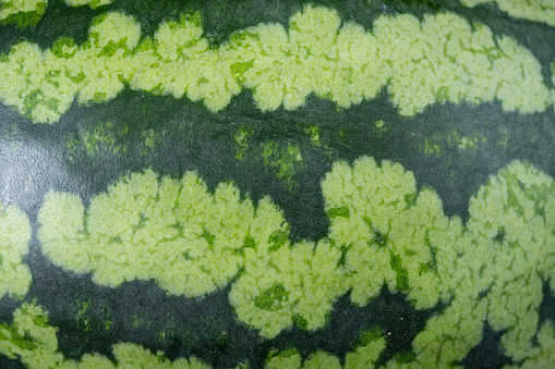 watermelon skin as background and texture horizontal composition