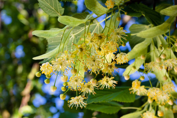 Blooming lime tree, close-up. Tilia.