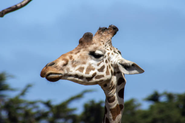 Giraffe in San Francisco zoo