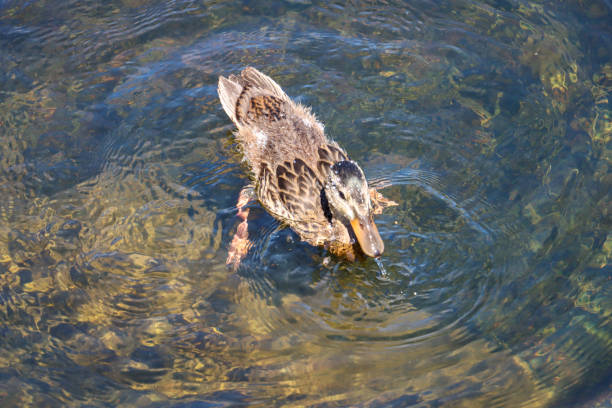 Duck bobbing for food