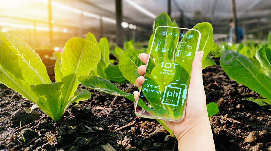 Artificial intelligence IOT smart agriculture farming technology,smart farmer holding mobile,farm background,concept agricultural digital product control,tracking production by science of agriculture