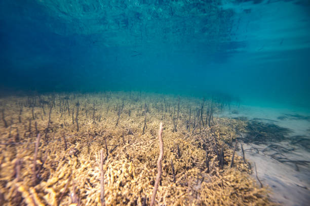 istock Ocean floor with seaweed and reeds 1496535200