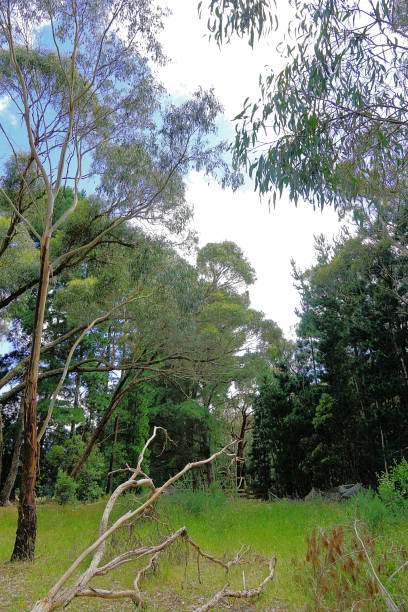istock Lal Lal, Victoria, Australia 1496535256