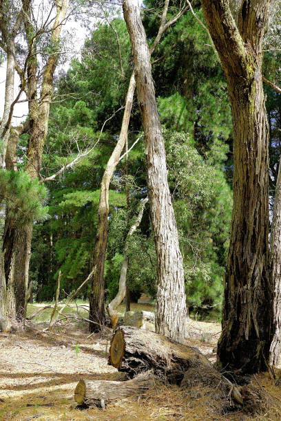 istock Lal Lal, Victoria, Australia 1496535592