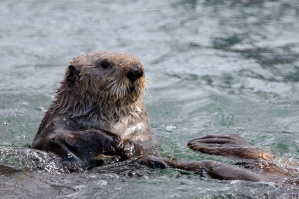 Sea otter with whiskers stock photo
