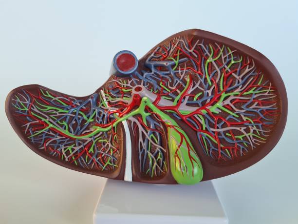 istock Artificial plastic model of liver in cut on hook placed 1496537703