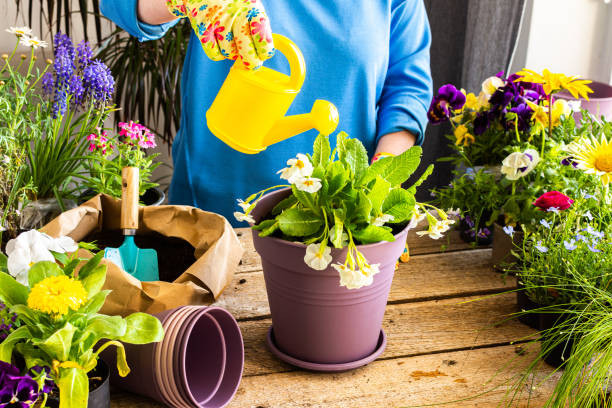 istock Woman transplanting a flower Primula 1496539043