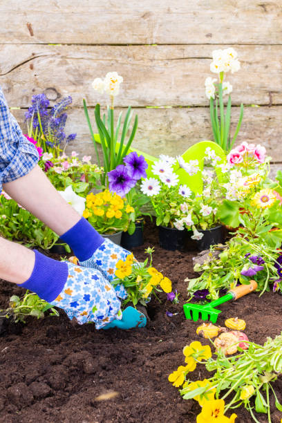 istock Gardener planting Viola in the ground 1496539069