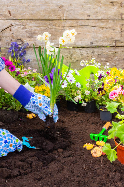 istock Gardener planting Narcissus in the ground 1496539070