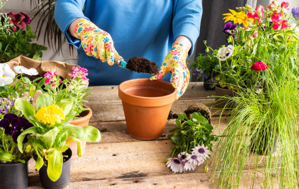 istock Woman transplanting a flower Osteospermum 1496539072