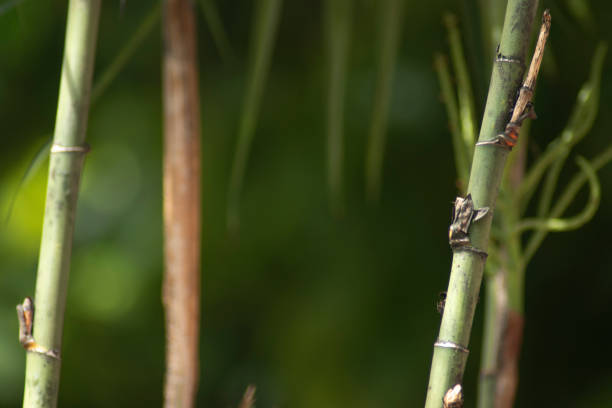 istock Plants to use in the background in environmental issues 1496539547