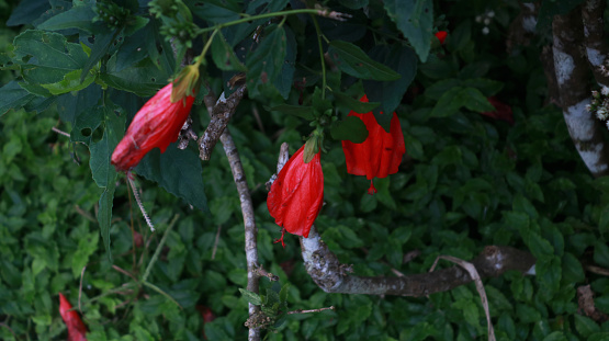 Red wax mallow flowers in the garde of Gedong Songo Temple, Semarang.