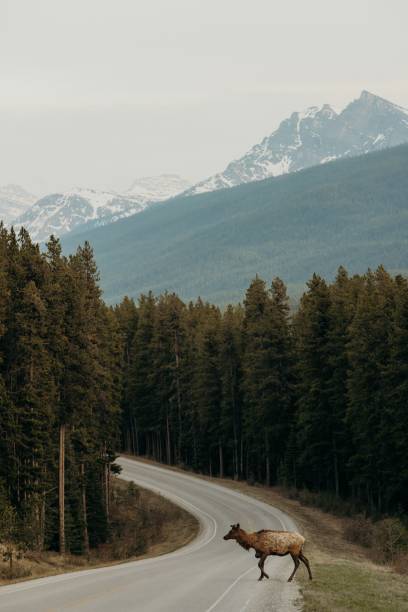 istock Roosevelt Elk crossing a road, surrounded by a wooded area 1496540630