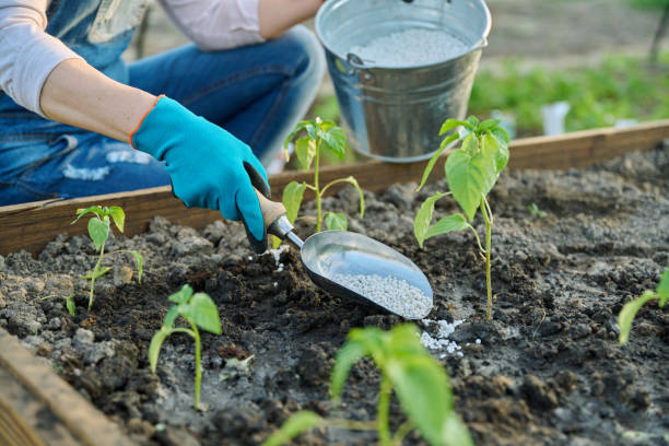 istock Woman fertilizing pepper seedlings with complex mineral fertilizer 1496541209