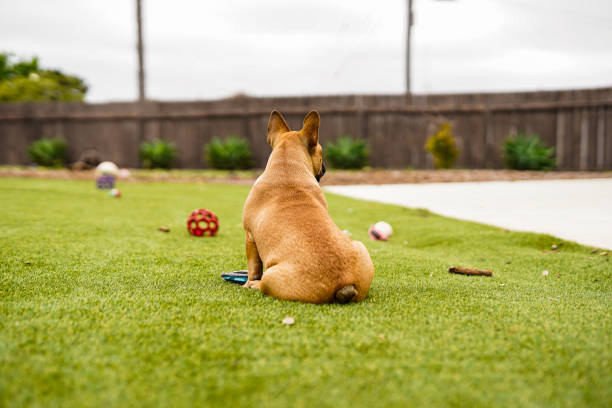 istock French Bulldog Puppy Sitting on Grass 1496542200