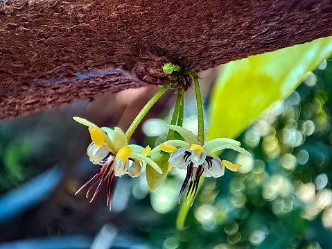 Closeup view and selective focus of beautiful Cocoa flowers on a plant