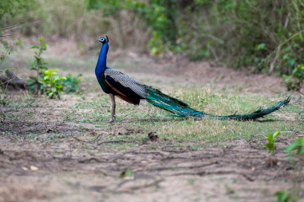 istock Peacock bird resting in the grass 1496543329